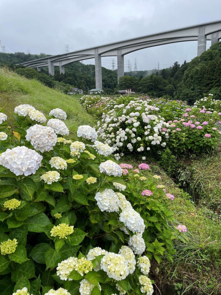 第14回金太郎うぶ湯の里 湯船あじさいまつり