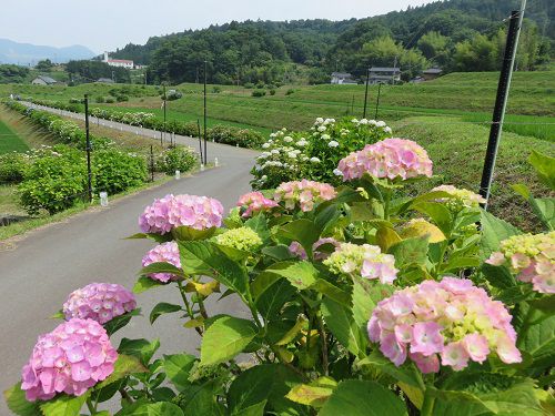 ６月開催「金太郎産湯の里・湯船あじさいまつり」