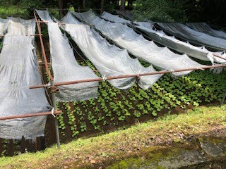 山久荘の平日限定ランチ