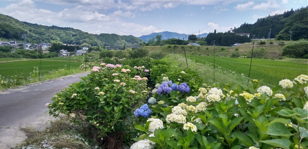 第１２回金太郎産湯の里　湯船あじさい祭り開催のお知らせ