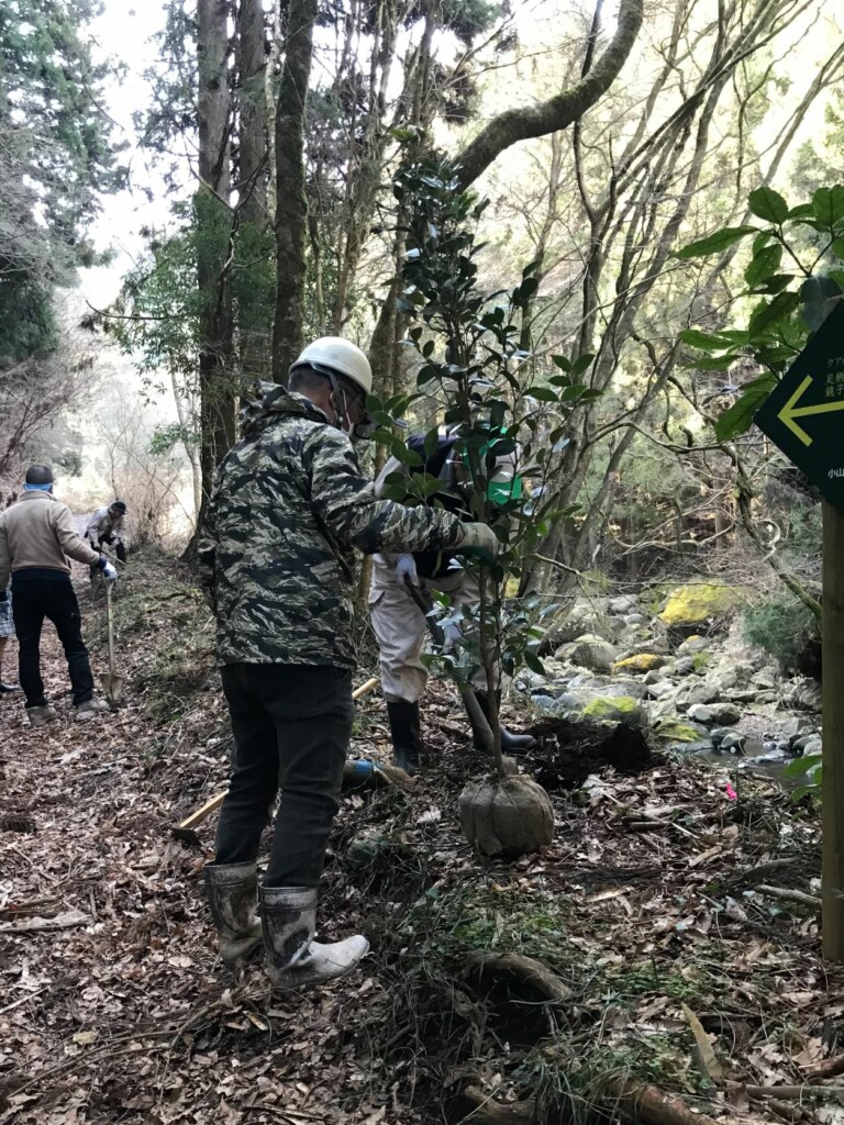 ヤブツバキ植樹