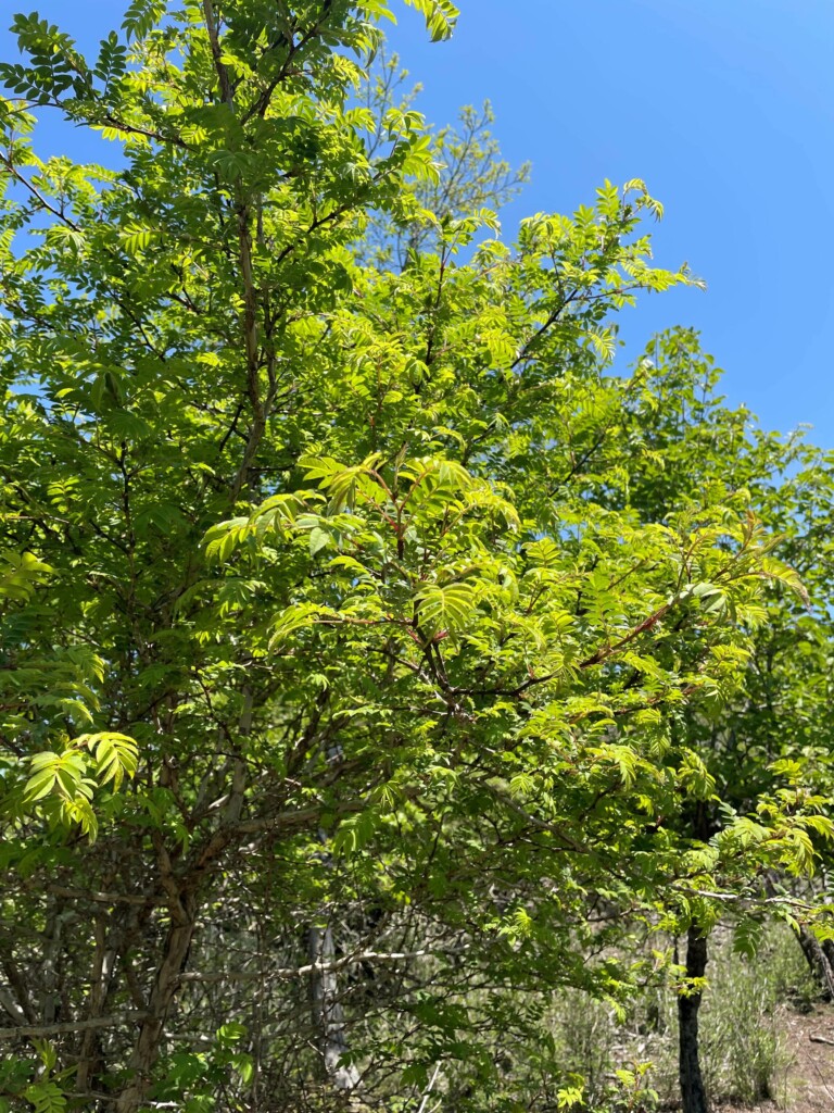 サンショウバラ開花状況のお知らせ