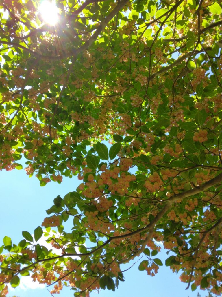 足柄峠サンショウバラとドウダンツツジ