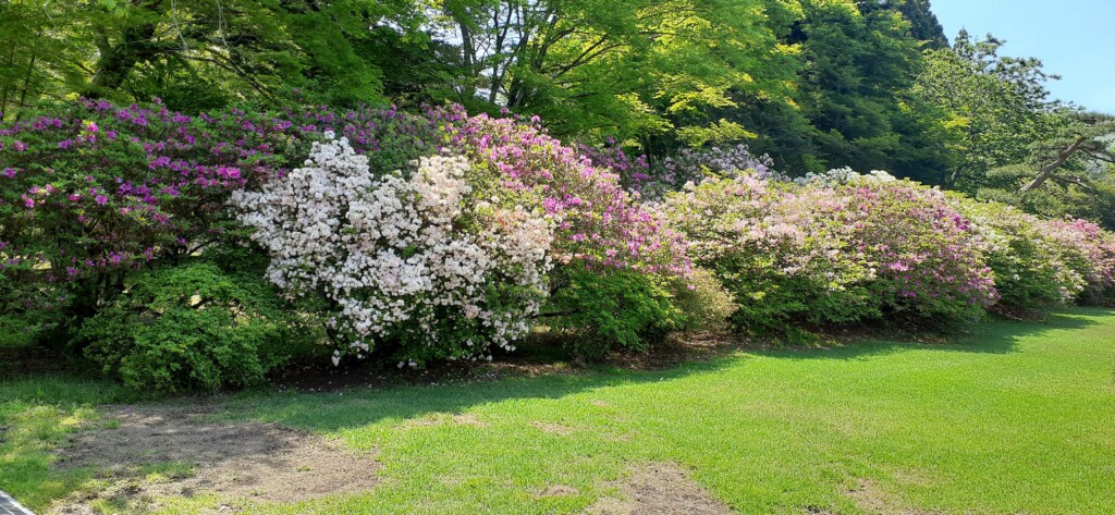 冨士霊園ツツジ