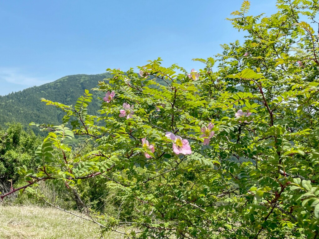 サンショウバラの開花状況