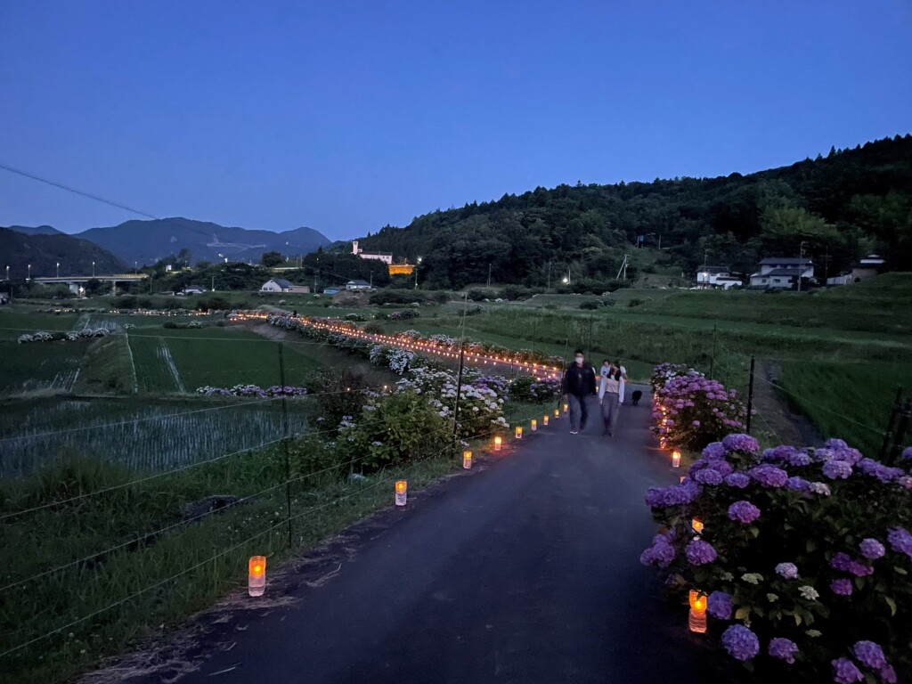 あじさい祭り　ライトアップの様子