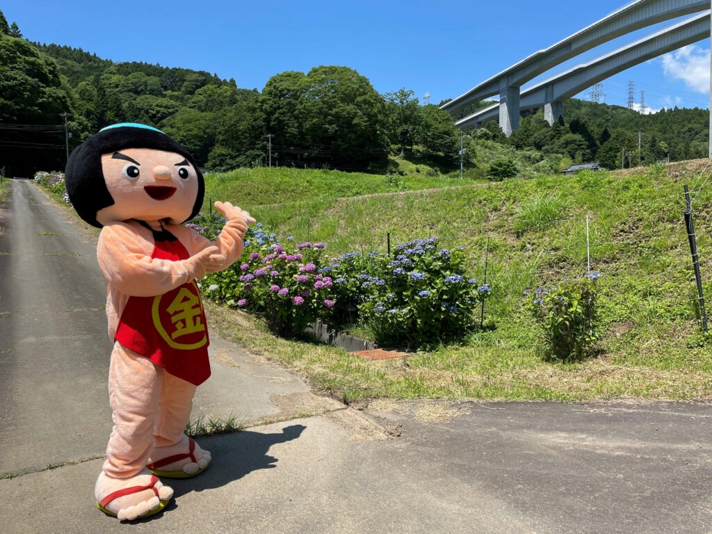 湯船あじさい祭りが行われました