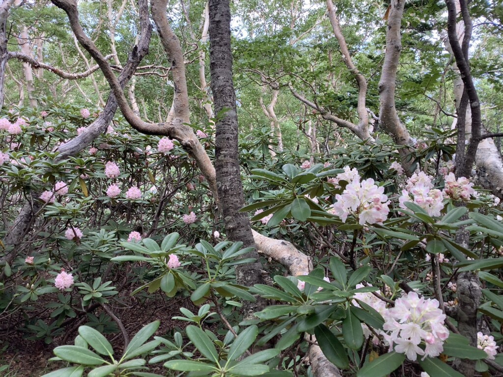 ハクサンシャクナゲが見頃です