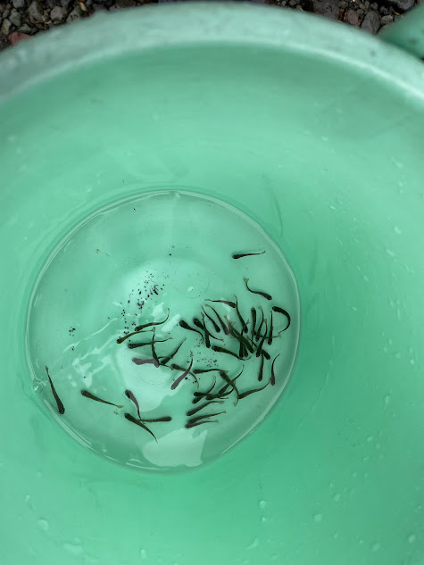 ヤマメ放流を行いました