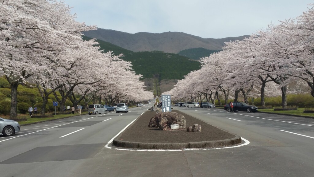 小山町内の桜の名所