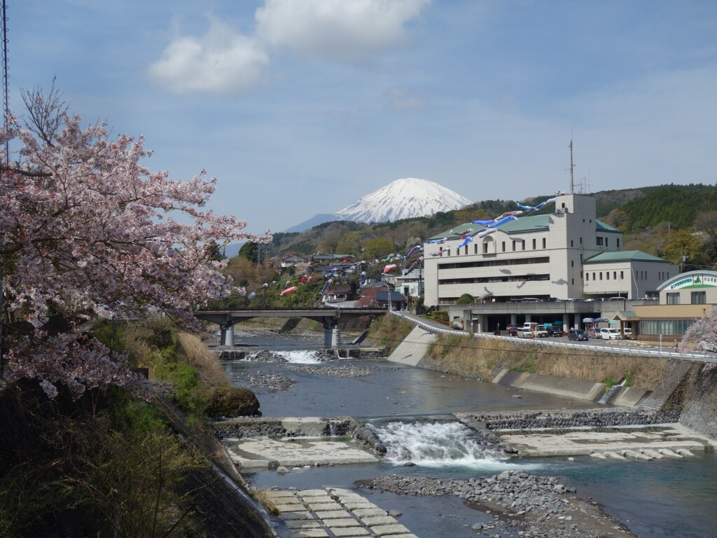 鯉のぼりが泳いでいます
