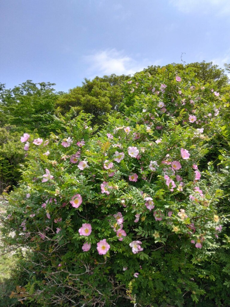 足柄峠サンショウバラ