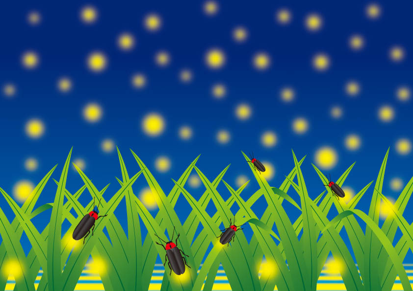 ホタル観賞に行こう！！