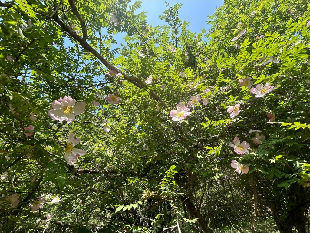 サンショウバラの丘