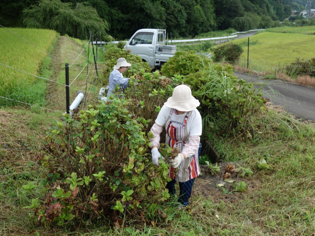 あじさい花摘みを行いました