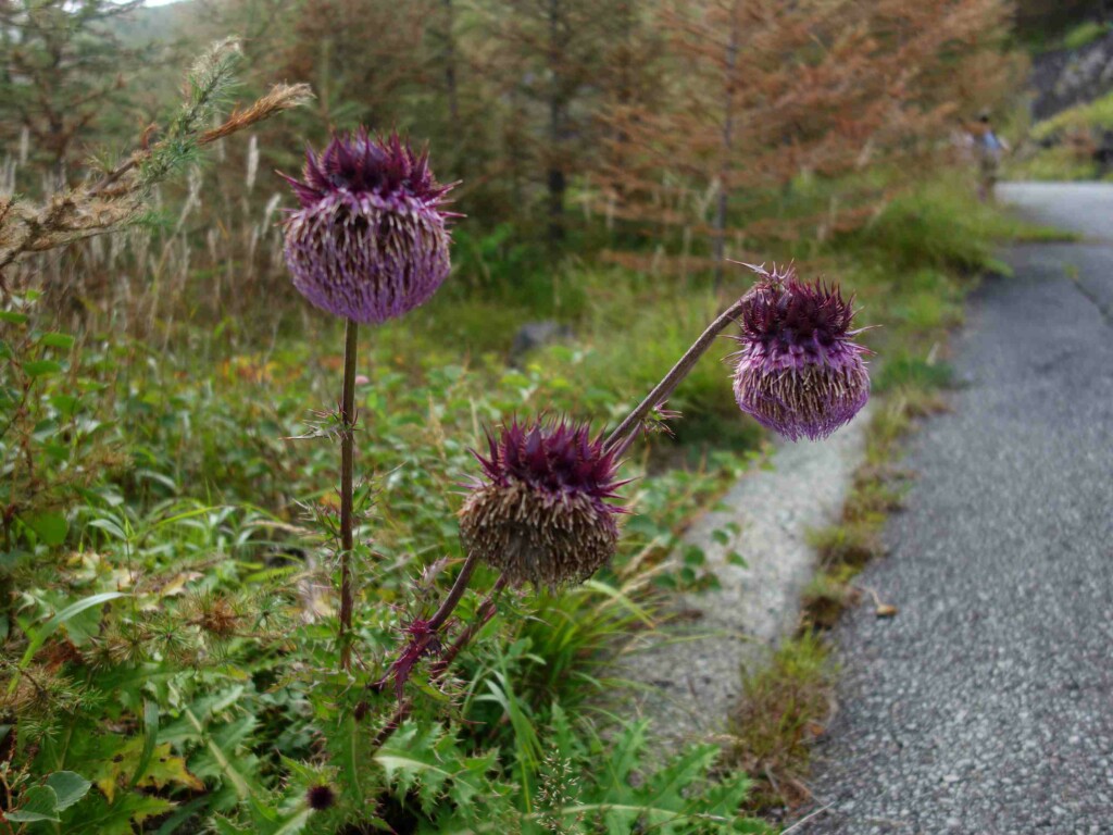 フジアザミが見頃