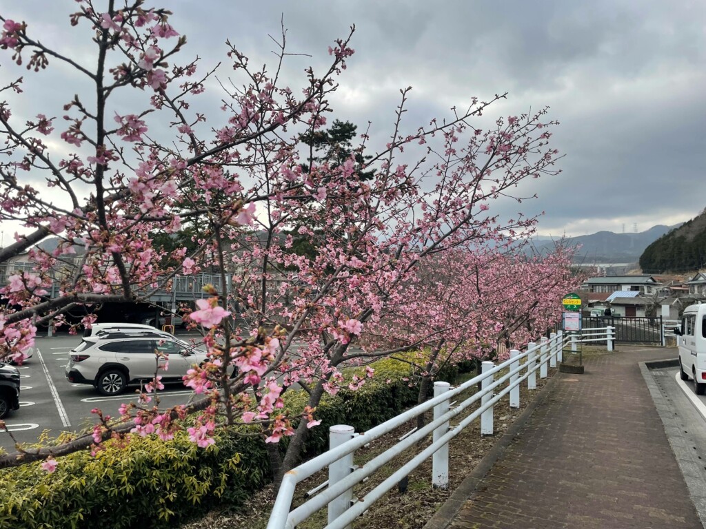 「第4回おやま桜まつり」開催のお知らせ