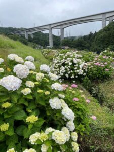 第１４回金太郎うぶ湯の里　湯船あじさいまつり開催のお知らせ