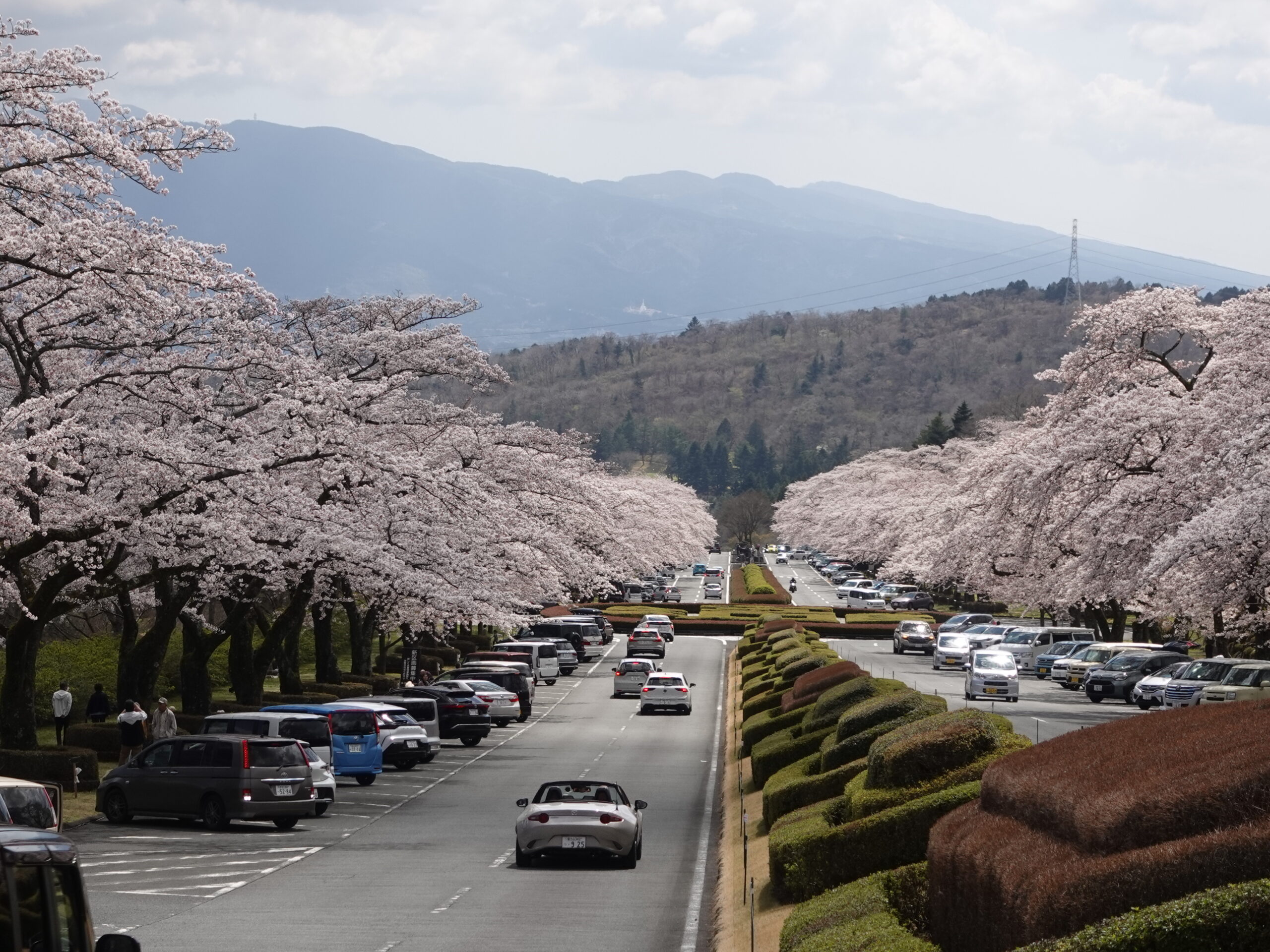 冨士霊園　桜が満開です