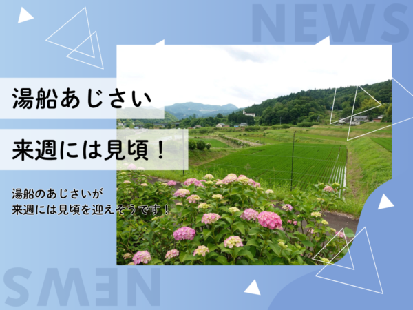 湯船あじさい