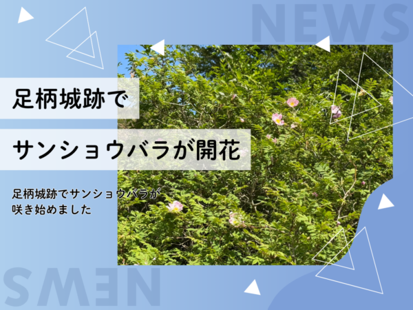 足柄峠 サンショウバラ