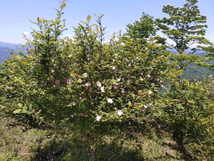 サンショウバラの丘 開花状況
